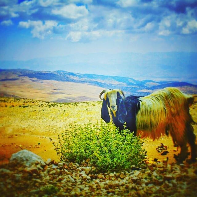 L🌼E🌼B🌼A🌼N🌼O🌼N picoftheday  photooftheday  photography  exposure ... (Cedars of God)