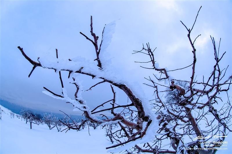 “L’homme est de glace aux trésors qu’il possède ; Il est de feu pour tout... (Tarchich)