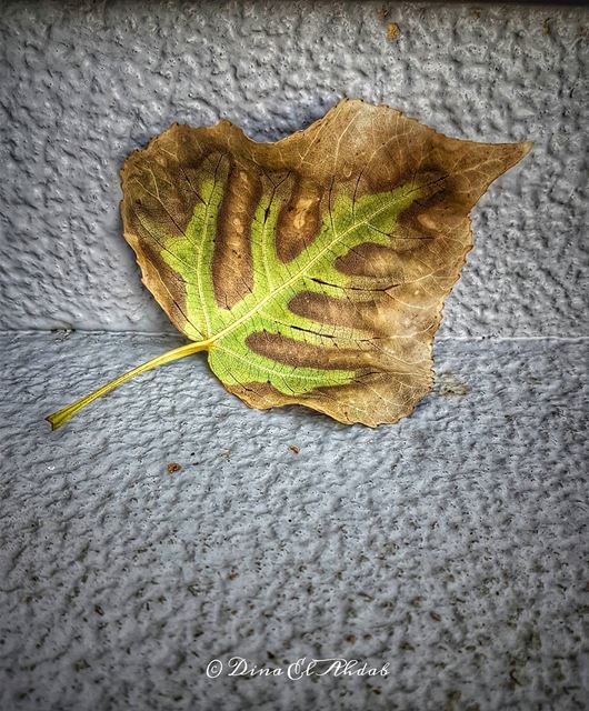 L'odeur de l'automne... 🍂___________ fall  naturephotography ... (Mansouriyeh, Lebanon)