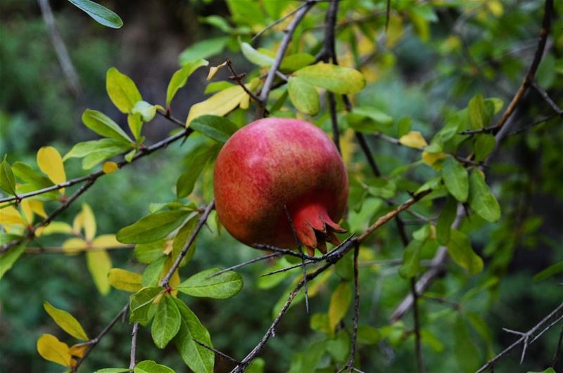 La Patience est amère, mais ses fruits sont doux."Jean Jaques Rousseau"... (Hâqel, Mont-Liban, Lebanon)