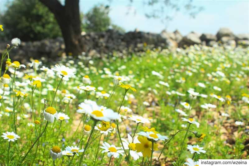 la tendresse ..الرّقة  هيّي الربيع 💛💚 spring  springiscoming  camomile...