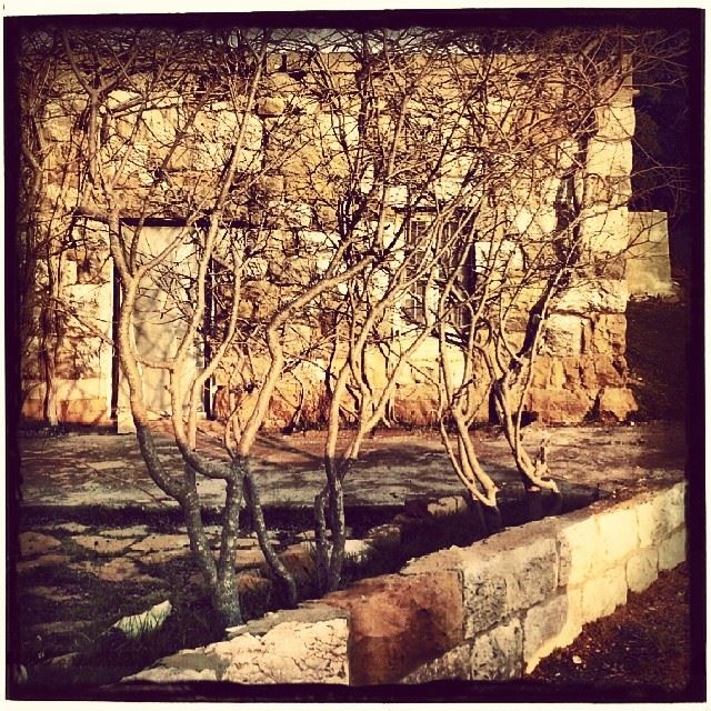 Ladies in waiting.  trees  winter  stones  stonehouse  heritage  oldhouses...