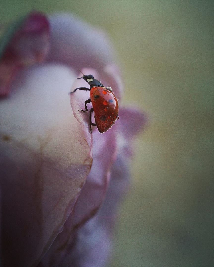  ladybug  insets  livelovetyre  tyrepage  macro  closeup  livelovelebanon ...