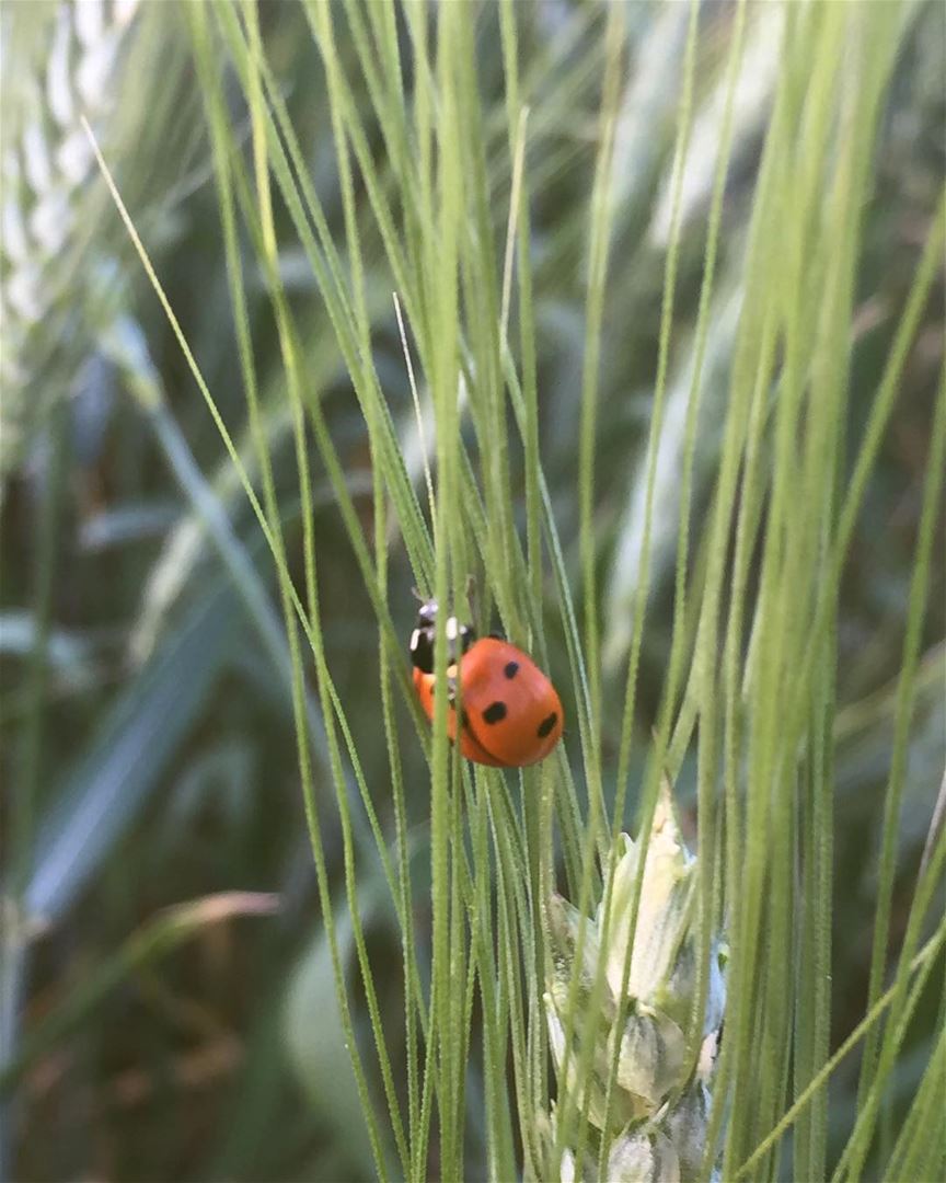 🐞🌾 .. ladybug  marounras  tyrepage  landscapephotography ...