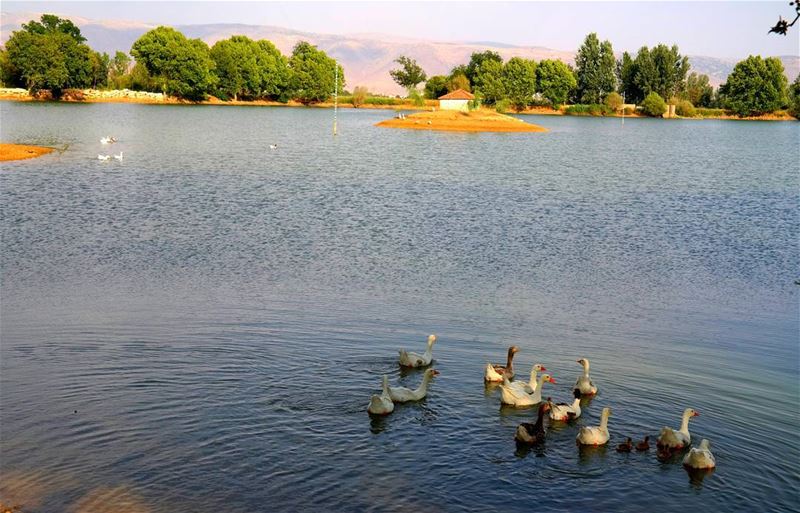  lake  beqaa  nature  naturephotography  livelovelebanon  bestofleb ... (Deïr Taanâyel, Béqaa, Lebanon)