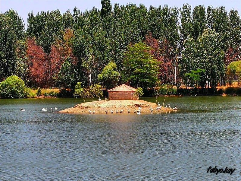  lake nature naturelovers trees forest photooftheday picoftheday... (Deïr Taanâyel, Béqaa, Lebanon)