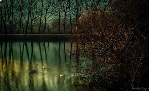  lake  taanayel  lebanon  bekaa  trees  forest  reflection  duck  ducks ... (Taanayel Lake)
