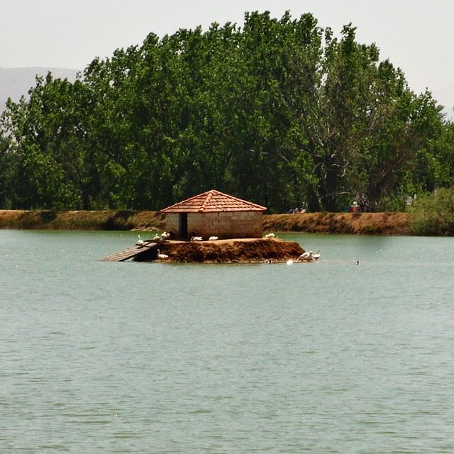 Lakelacwater beautifulnature forestpark whatsuplebanon (Taanayel Lake)