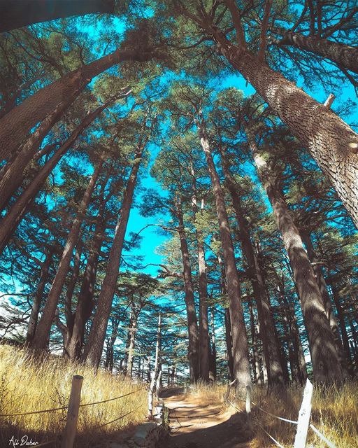 🌲🌲🌲.... landscape landscapephotography photographer... (Cedars of God)