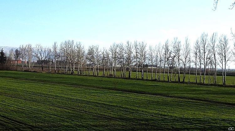  landscape  lebanon  bekaa  taanayel  colors  green  field  trees ...