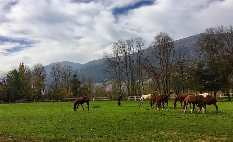  landscape  outdoors  walk  nature  horses  sundayfunday  weekendvibes ...