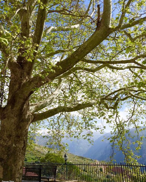  landscapephotography  ehden lebanon  nature visitlebanon  tree mountains ...