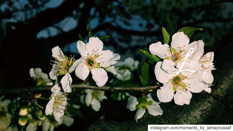 🌸 landscapephotography naturephotography naturelovers nature...