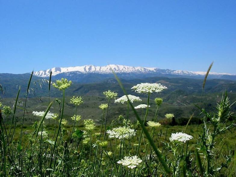  laqlouq lebanon laklouk  nature mediterraneo  mediterraneanlife ... (El Laqloûq, Mont-Liban, Lebanon)