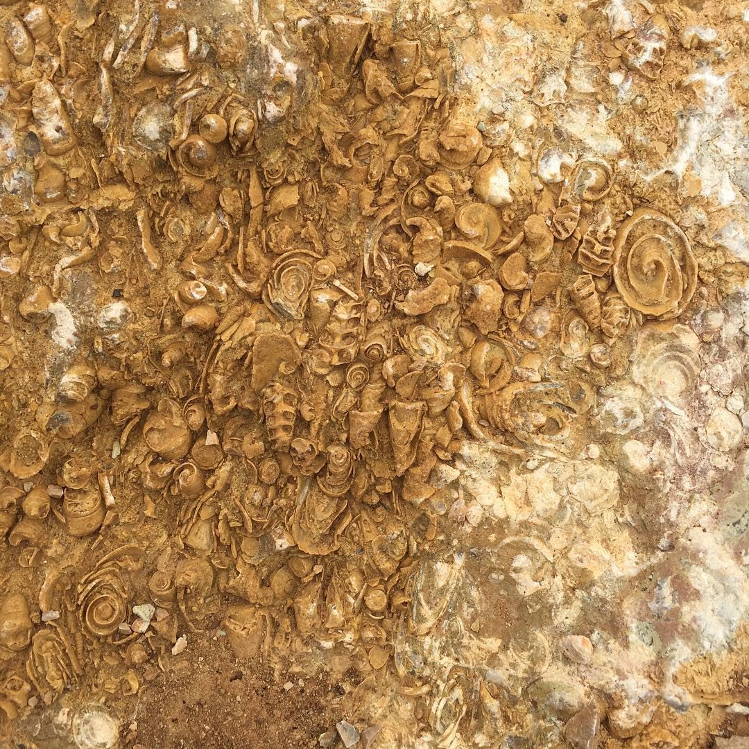 Large number of Sea shells Fossils encased within this Rock (used in a new...