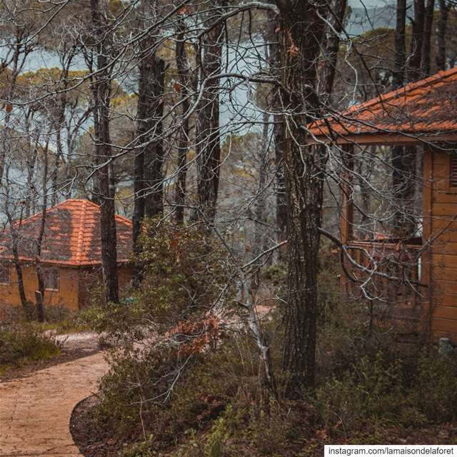 Last days of  Winter 🏡🌧  LaMaisondeLaForet  AtHomeWithNature  Nature ...