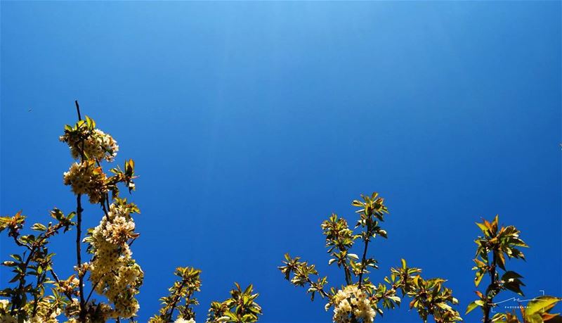 Lay down and look up 🌍☀☀ (Bchaalé, Liban-Nord, Lebanon)