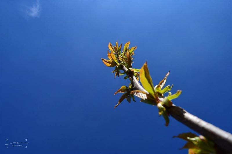 Lay down and look up 🌍☀ (Bchaalé, Liban-Nord, Lebanon)