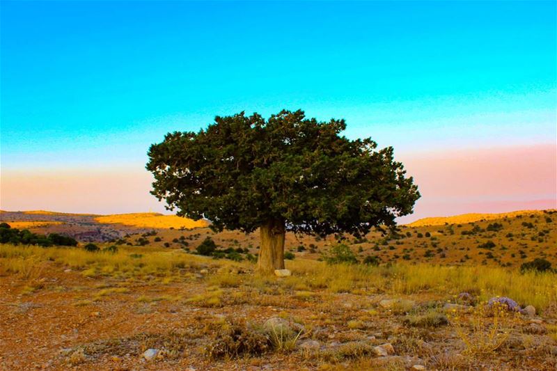 Lazzab in sunset ❤️ tree_magic  hermel  lazzab  lazzabecolodge ...