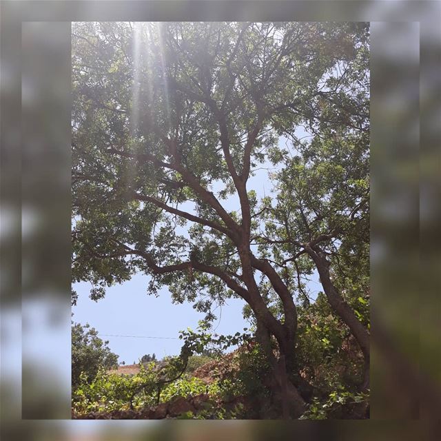 "Le bonheur ne se trouve ni dans l'effort ni dans la lutte acharnée; mais... (Château Cana)