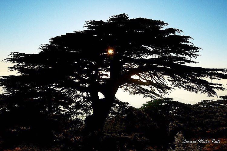 Le génie, comme le cèdre du Liban, pousse sur les cimes,(Barouk Cedar Forest)