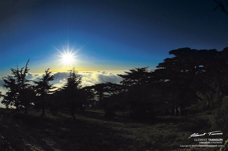 "Le génie, comme le cèdre du Liban, pousse sur les cimes, il grandit et se... (Maasser El Chouf)