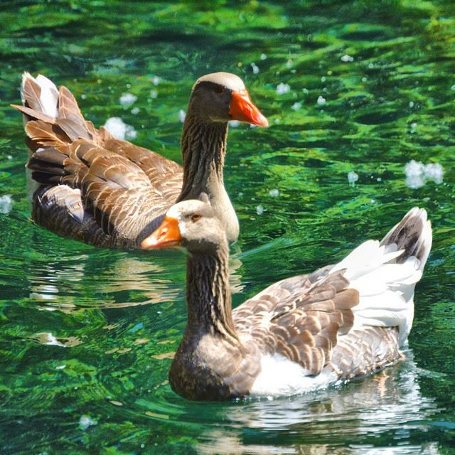 Le Lac, Taanayel water and ducks last month....