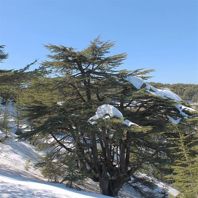Learn character from the trees, values from the roots and change from the... (Al Shouf Cedar Nature Reserve)