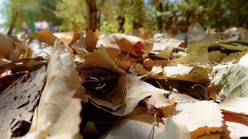 //Learn character from trees, values from roots and change from leaves//... (Deïr Taanâyel, Béqaa, Lebanon)