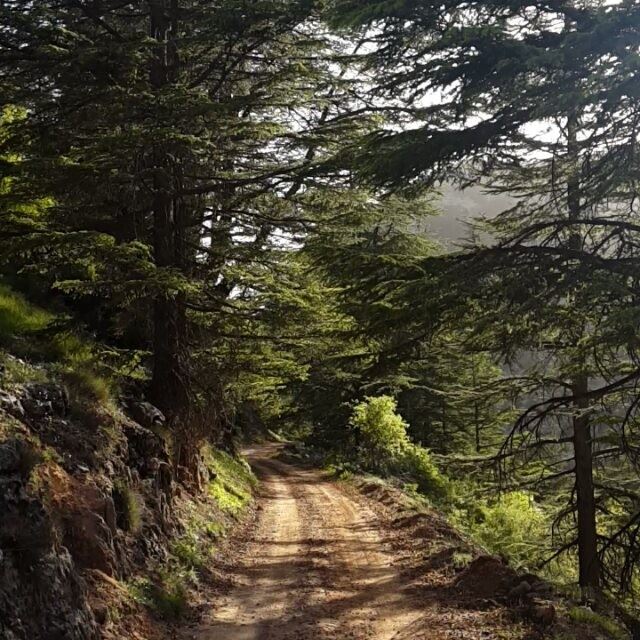  lebabon  offroad  ride  hadetheljebbeh  tannourine  trees  nature  green ...