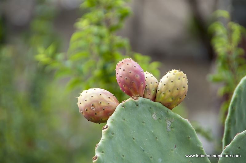 Lebanese Cactus