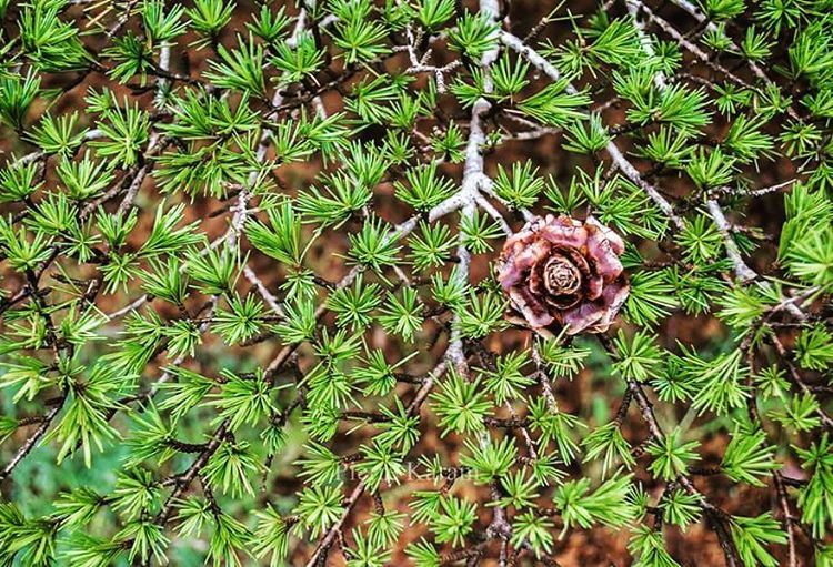  lebanese  ceader  tree  branch  cone  barouk  ceaders  green  nikon ...