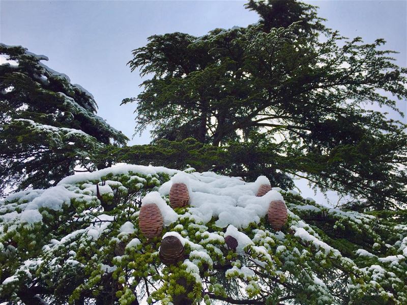 Lebanese cedars (Cedrus libani)........ lebanesecedar ... (Al Shouf Cedar Nature Reserve)