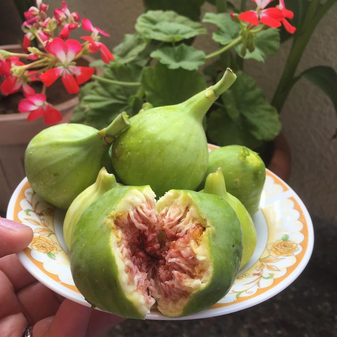 Lebanese Figs 🍀 تين لبناني  livelovelebanon  figs  lebanon 🇱🇧 ❤️