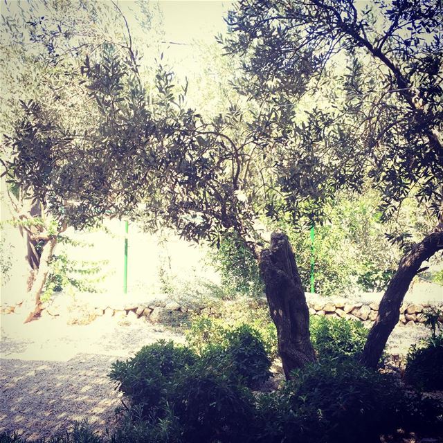  Lebanese  olive  tree  livelovelebanon  arbre  árbol  olives  aceitunas...