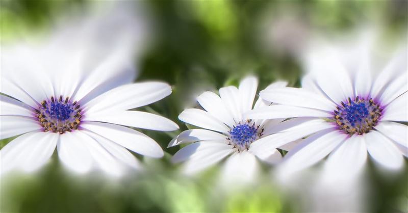  lebanon amazinglebanonnature flower  photography instaflowers instanature...
