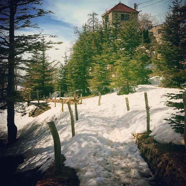  lebanon  arz  cedars  amazingviewsoflebanon  amazingviewsofnorthlebanon ... (Cedars of God)