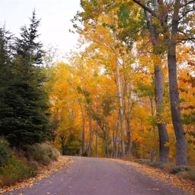 🔸🔸🔸🔸🔸🔸🔸🔸🔸🔸🔸🔸🔸🔸🔸🔸🔸 lebanon autumn nature naturelovers... (El Laklouk, Mont-Liban, Lebanon)