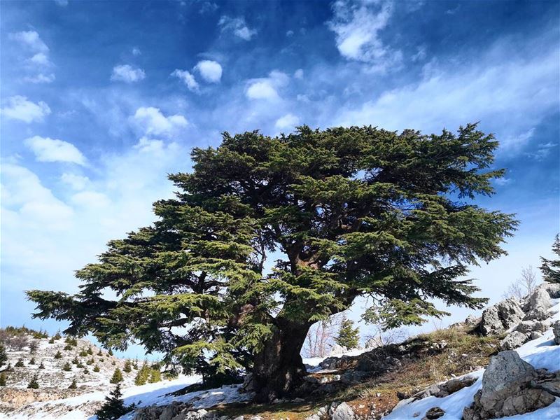  lebanon  barouk  cedars  whatsuplebanon  ptk_sky  ptk_lebanon ...