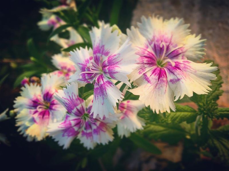  lebanon  batroun  rasnhash  home  garden  flowers  flower  bouquet ... (Ra'S Nhash, Liban-Nord, Lebanon)