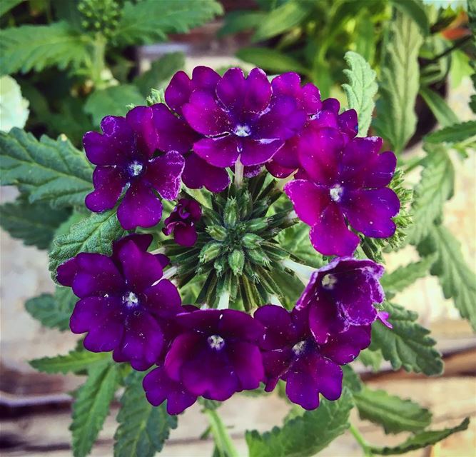  lebanon  batroun  rasnhash  home  garden  flowers  flower  bouquet ... (Ra'S Nhash, Liban-Nord, Lebanon)