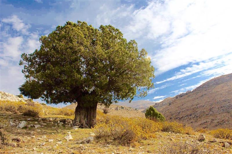  lebanon  beatifulplace  naturelovers  lebanesemountains  onlyone  tree ... (Sawaki - Meziara)
