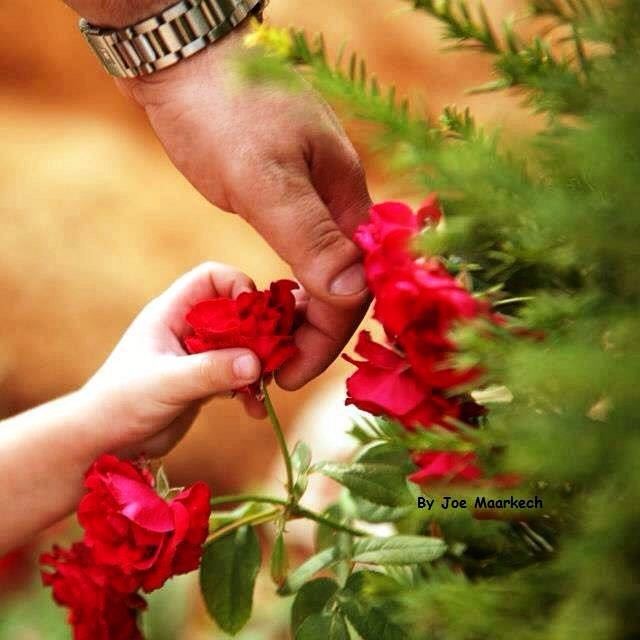 🌹 lebanon  beauty  flowers  hands ...