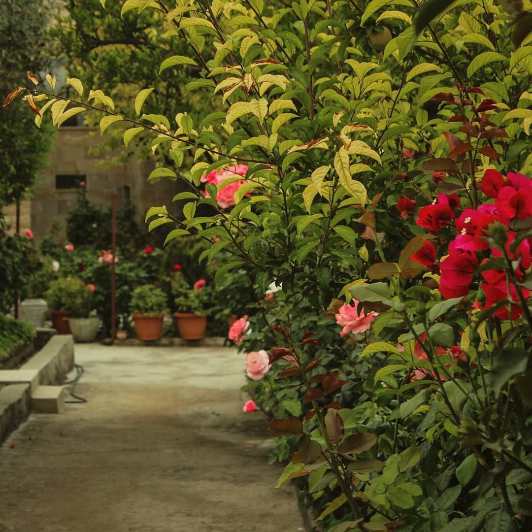 🌹🍃🌷... lebanon  beino  beinovillage  rose  roses  garden ...