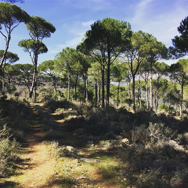  lebanon  beirut  vscocam  beautifuldestinations  dametraveler ... (Natureland Bzebdin)