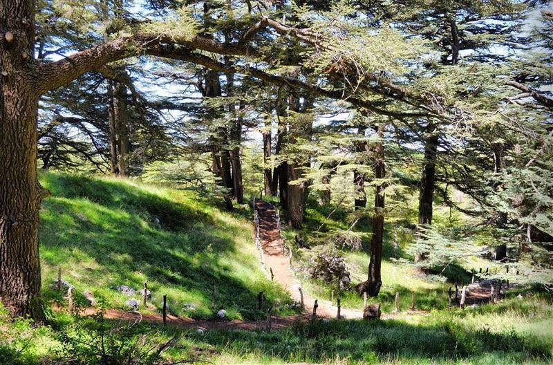  lebanon  beirut  vscocam  beautifuldestinations  dametraveler ... (The Cedars of Lebanon)