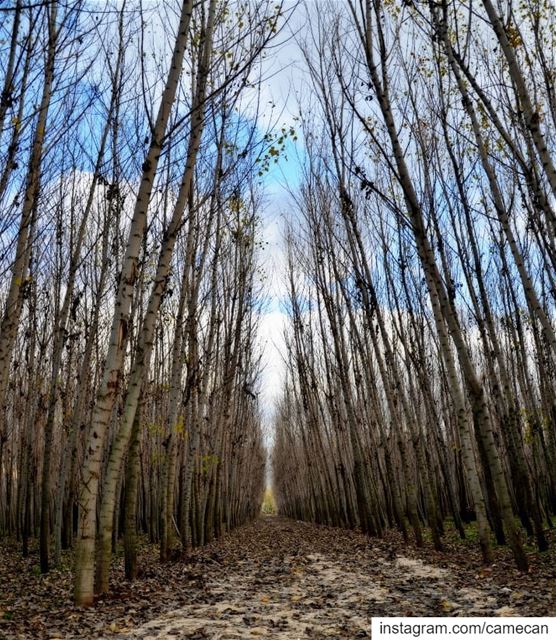  lebanon  bekaa  bestenelhor  alley  trees  nature  whatsuplebanon ...