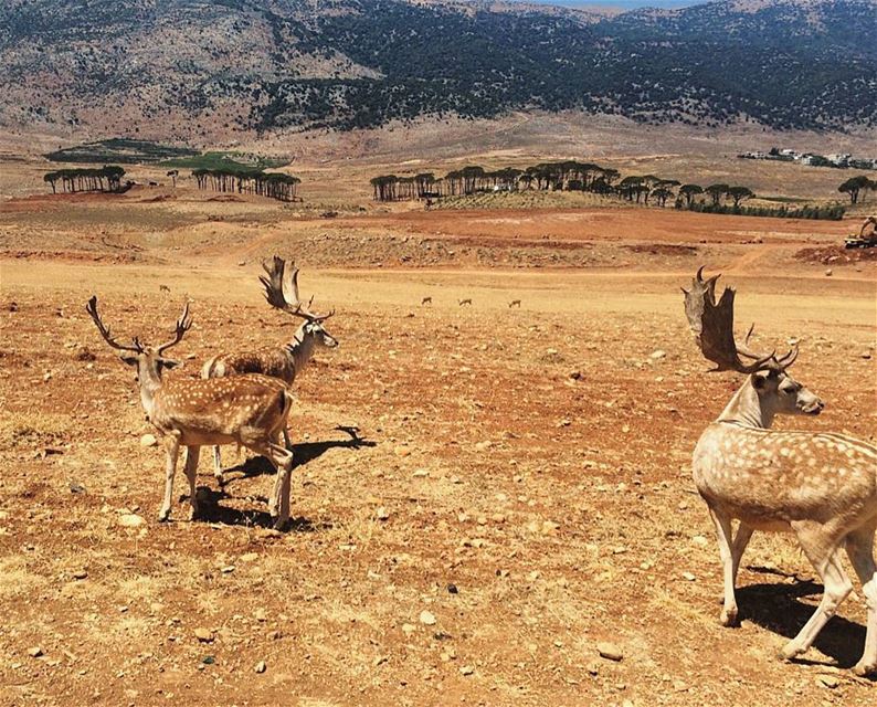  lebanon  bekaa  throwback  instagood  wanderlust  travelgram ...