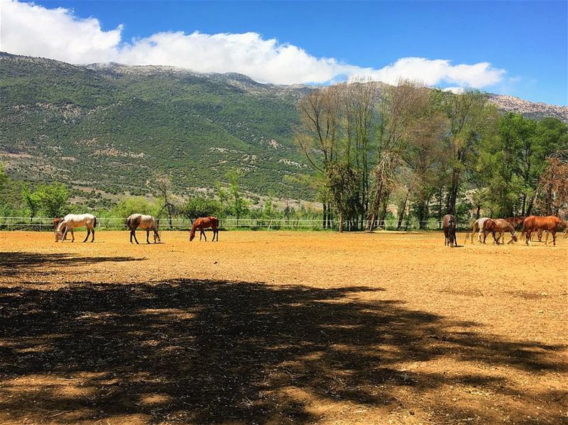  lebanon  bekaa  throwback  instagood  wanderlust  travelgram ... (Valle de la Becá)