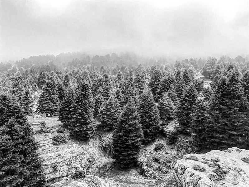  lebanon  blackandwhiteonly  forest  instagood  wanderlust  travelgram ...